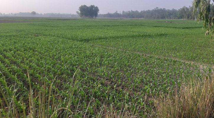 জলাধার খননে হুমকির মুখে ৫০ কোটি টাকার ফসল উৎপাদন